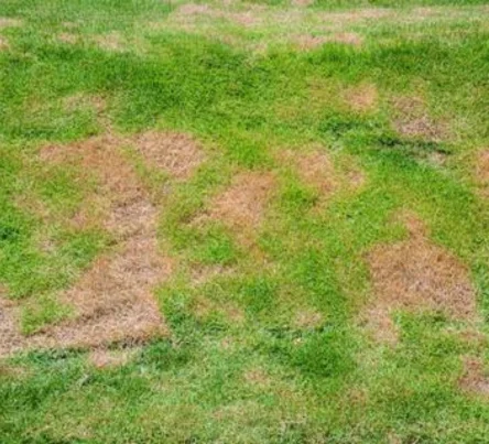 PestsDiseasesWeeds -heat - (444 × 403 px)