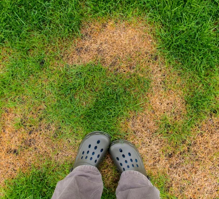 PestsDiseasesWeeds -insects- (444 × 403 px)