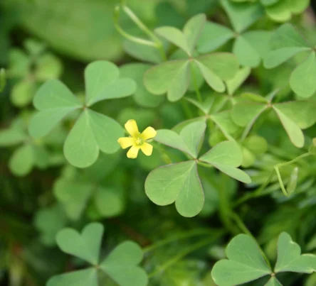 PestsDiseasesWeeds -oxalis- (444 × 403 px)