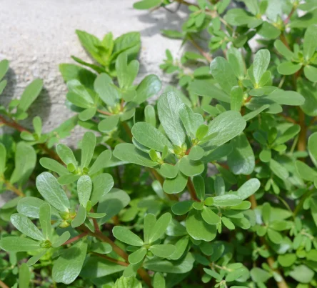PestsDiseasesWeeds -purslane- (444 × 403 px)