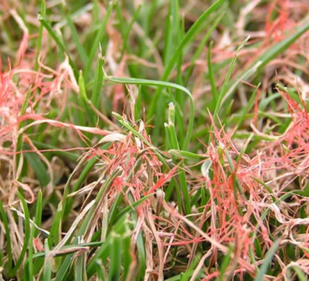 PestsDiseasesWeeds -red thread- (444 × 403 px)