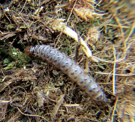 PestsDiseasesWeeds -sod webworm- (444 × 403 px) (2)