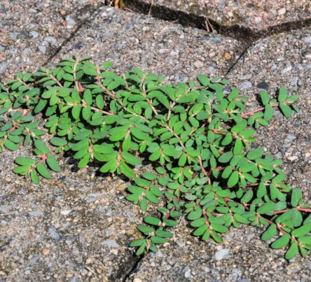 PestsDiseasesWeeds -spurge- (444 × 403 px)