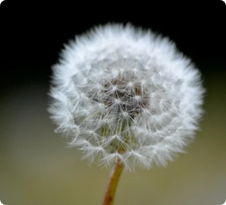 WEB 444x403 - VEG2