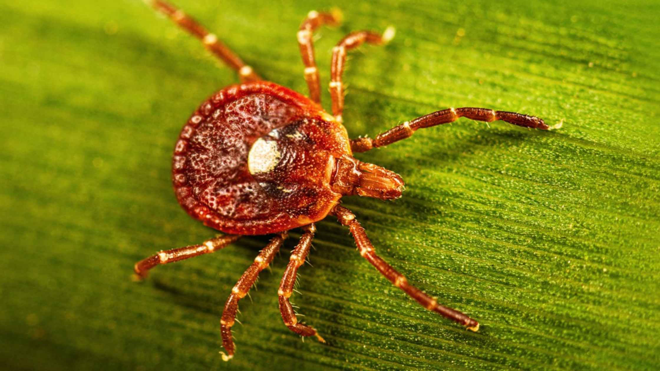 Alpha-Gal Syndrome: Why Tick Prevention Matters This Fall