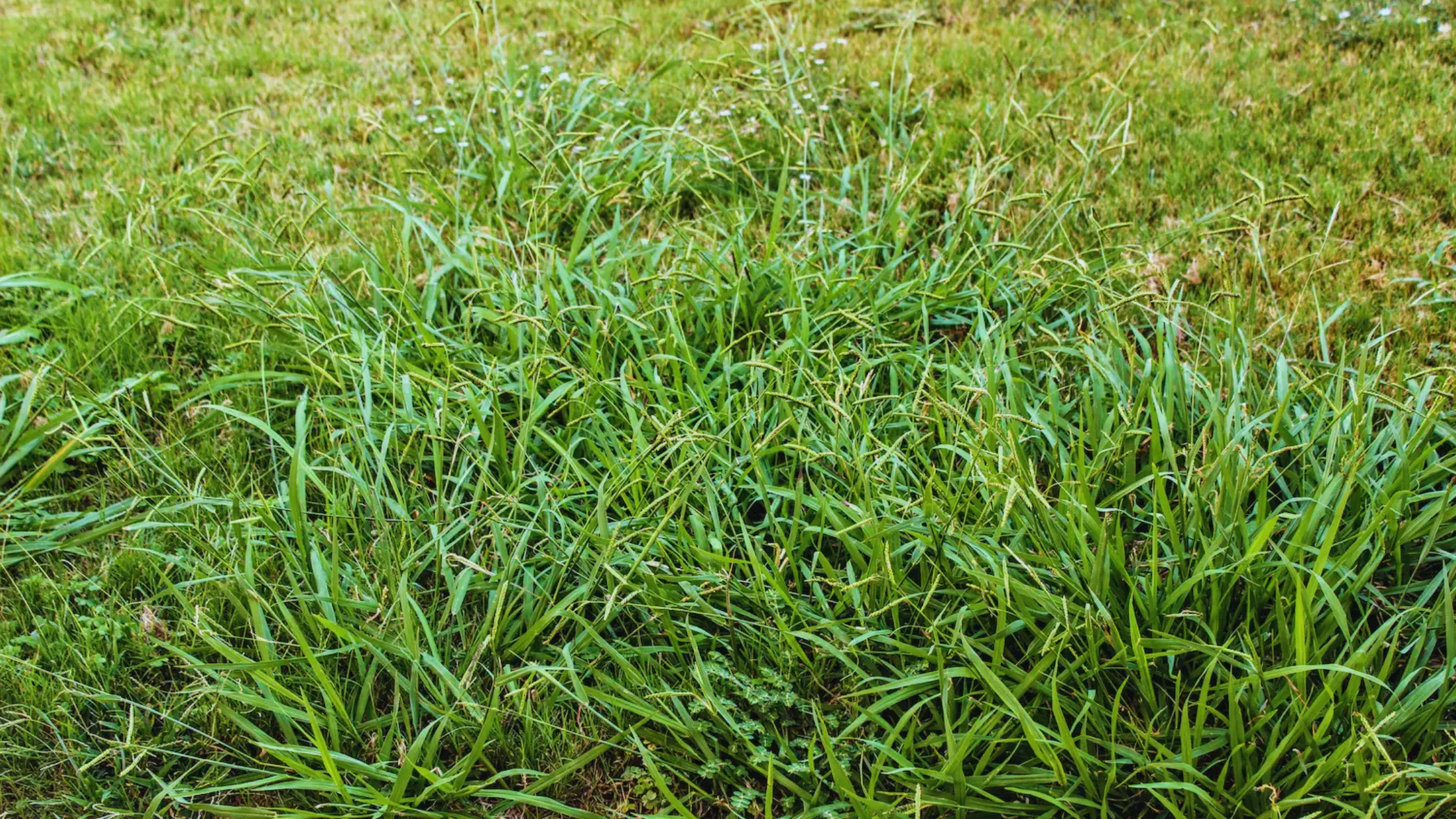 Crabgrass Is Already Planning Its Comeback